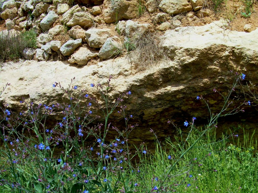 Валентина Вася | Иерусалим