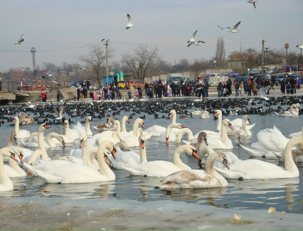 Светлана Сугак | Одесса