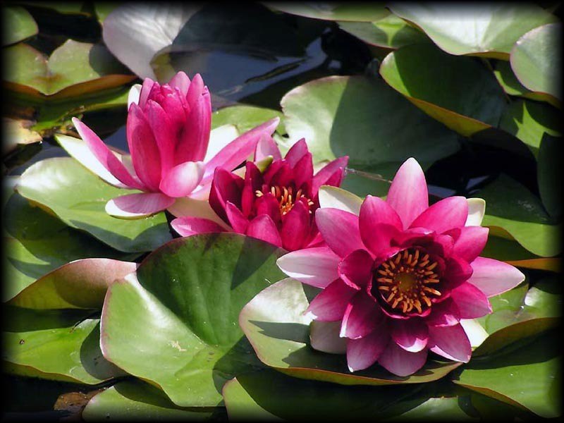 Annushka Sarkisian | 