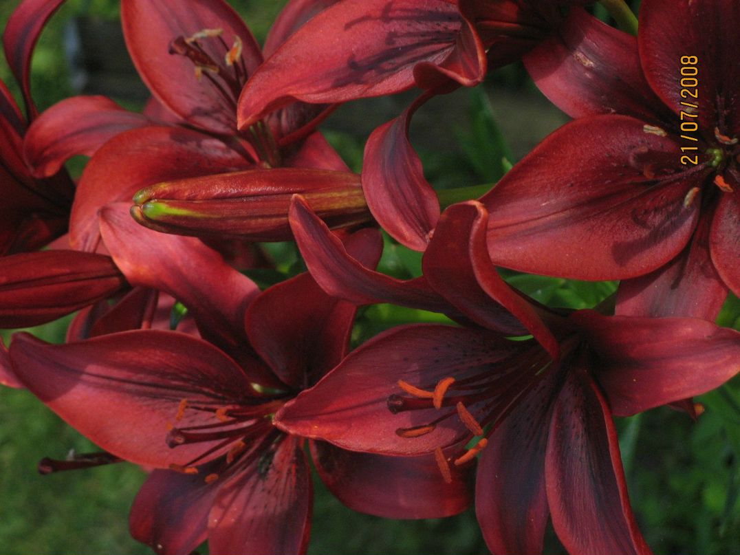 Алексей Богданов | Санкт-Петербург