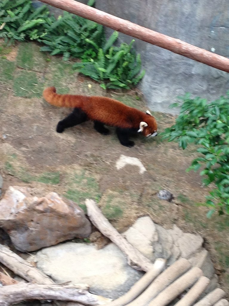 Надя Чешкова | Milano