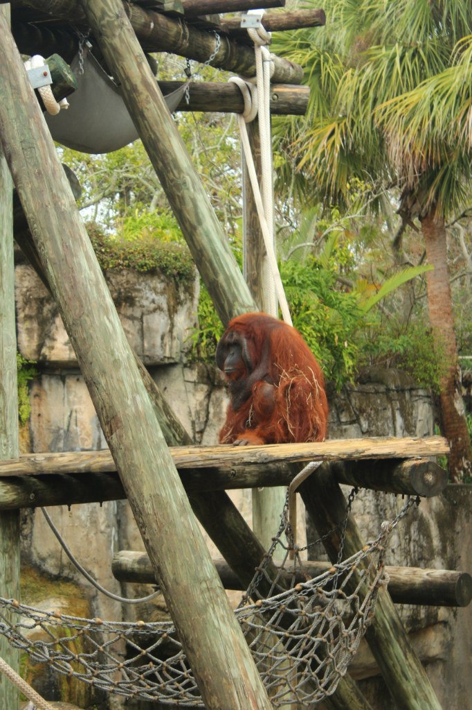 Анна Николаева | Одесса