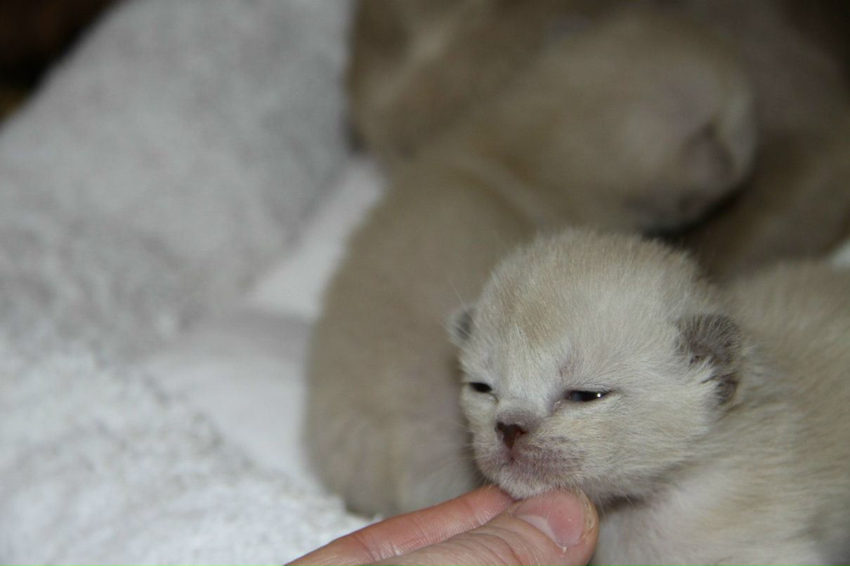 Наталья Лукашова(Алексеева) | Санкт-Петербург