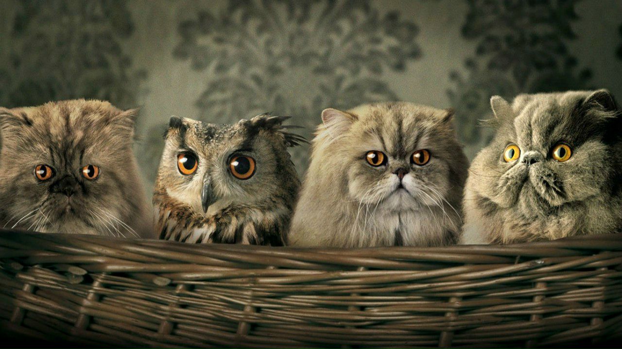 Лев Савченко | Киев