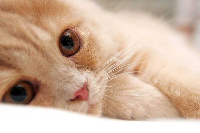 Розалина Алихметова | 