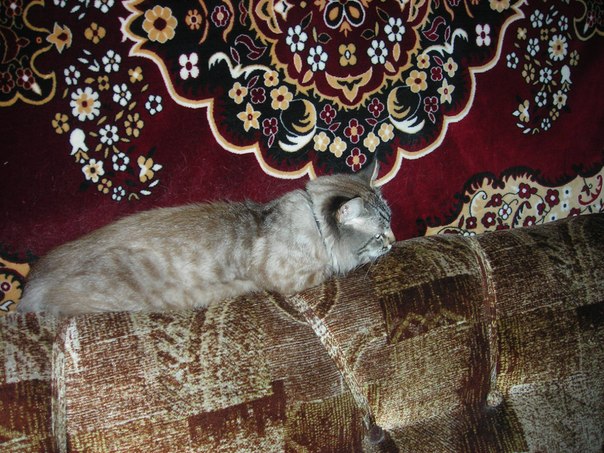 №94, Надежда Григорьева, 14.06.1954, Всеволожск №94, Надежда Григорьева, 14.06.1954, Всеволожск