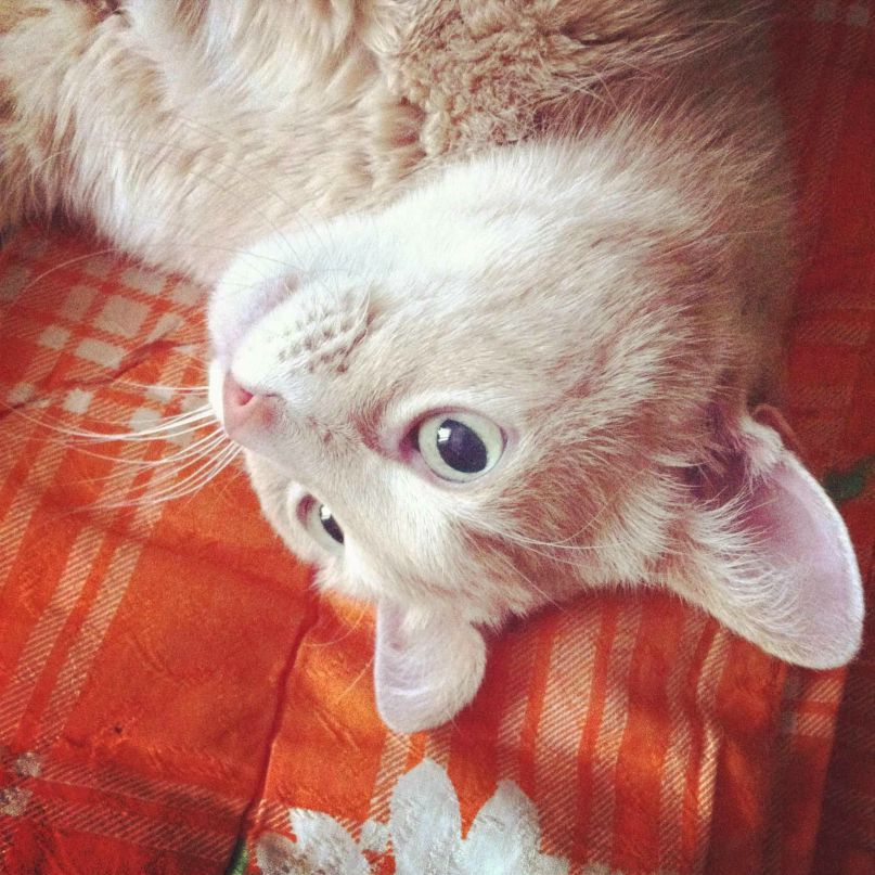 Константин Кузнецов | Москва