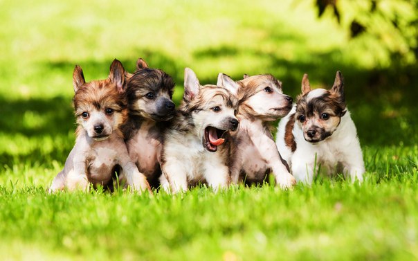 Dasha Dog, Украина, Киев