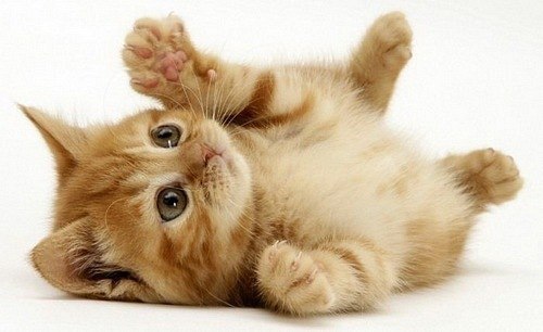 Ольга Дашко, Россия, Краснодар