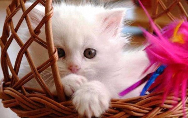 Елена Мочалова, Россия, Иваново