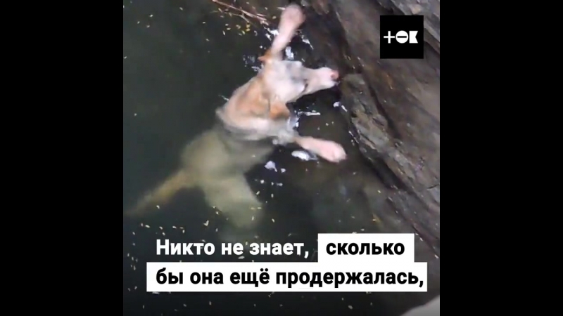 Собака в колодце