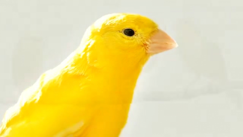 Кенар пение Kenar singing الكناري وهو