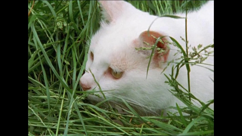 BBC Natural World 2002 The Cat Connection ( Div