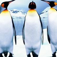 Владимир Соколов