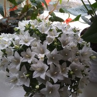 Татьяна Конышева | Ижевск