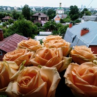 Алена Вологина