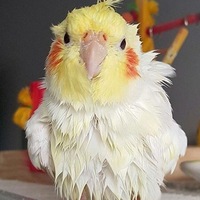 Лена Кукушкина | 