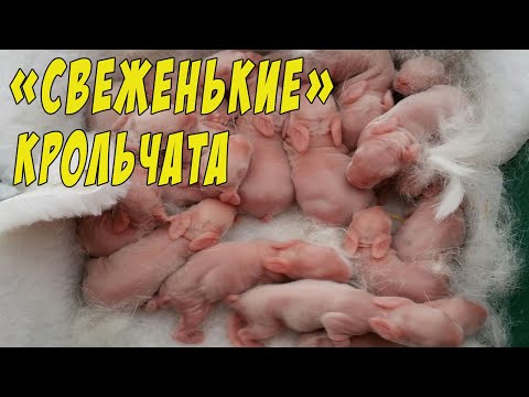 Свеженькие