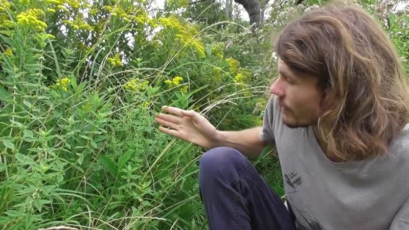 Pilze, Wildkräuter und Cannabisersatz Mitte August 2019 Im Rausch der Pilzschwemme