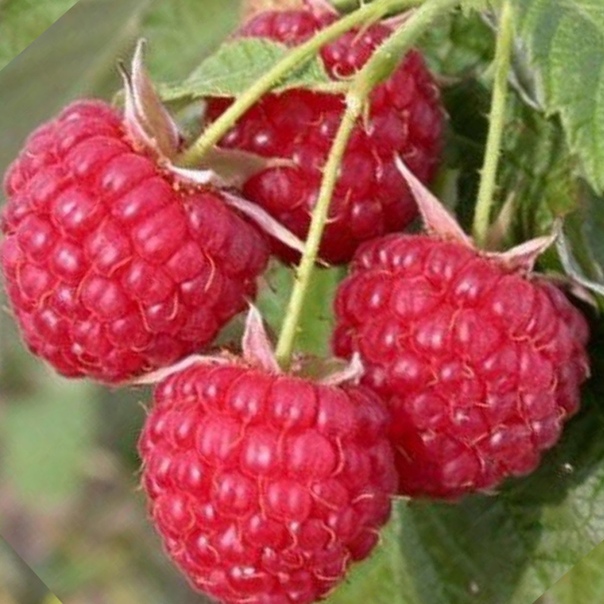 малина краснодевица. малина сортовая бальзам. малина сортовая бальзам. малина пересвет (с2). малина туламин.