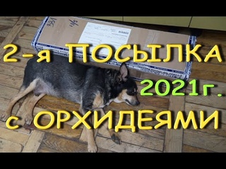2-я ПОСЫЛКА с РОСКОШНЫМИ сортами ОРХИДЕЙ:“Ву-Ду“,бабочка ph. Sogo Diamond;phal. ’Voo Doo’,2021.