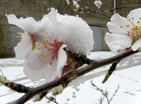цветение миндаля в крыму. миндаль ледебура. цветение миндаля в крыму. цветение миндаля в израиле. миндаль дерево зимой.