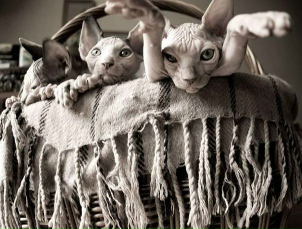 №58, Елена Попова, Москва №58, Елена Попова, Москва