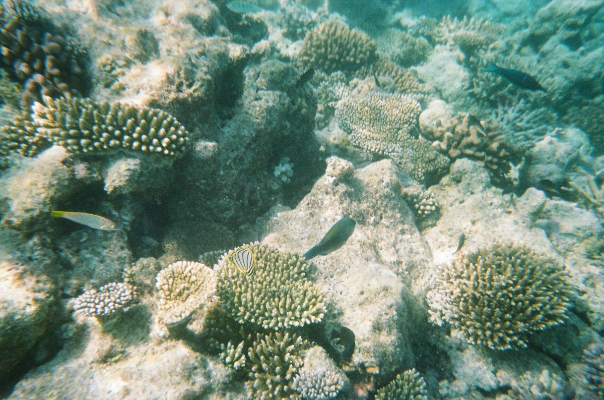 Ольга Рябова | Калининград