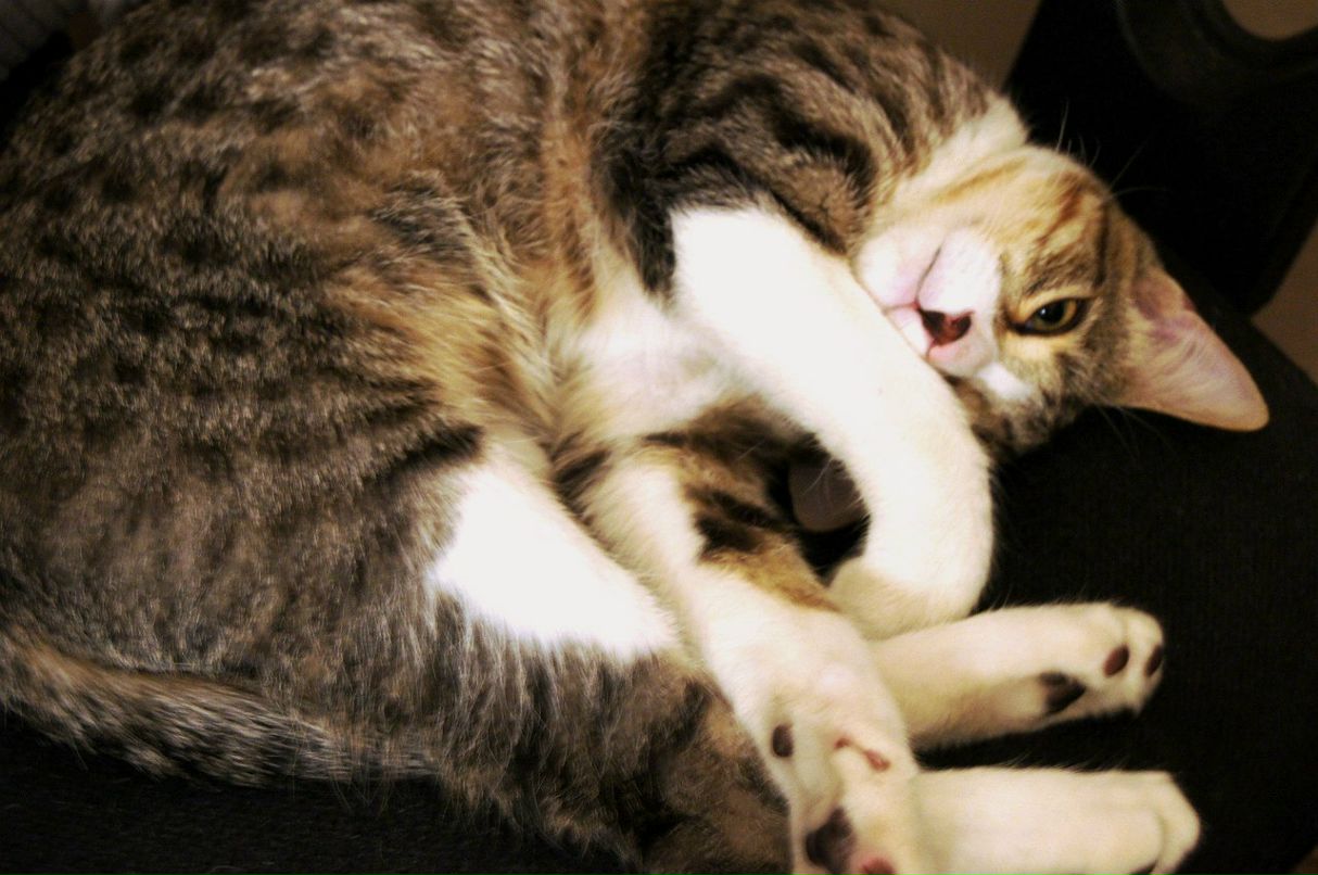 Рина-Рут Жаловская | Тель-Авив