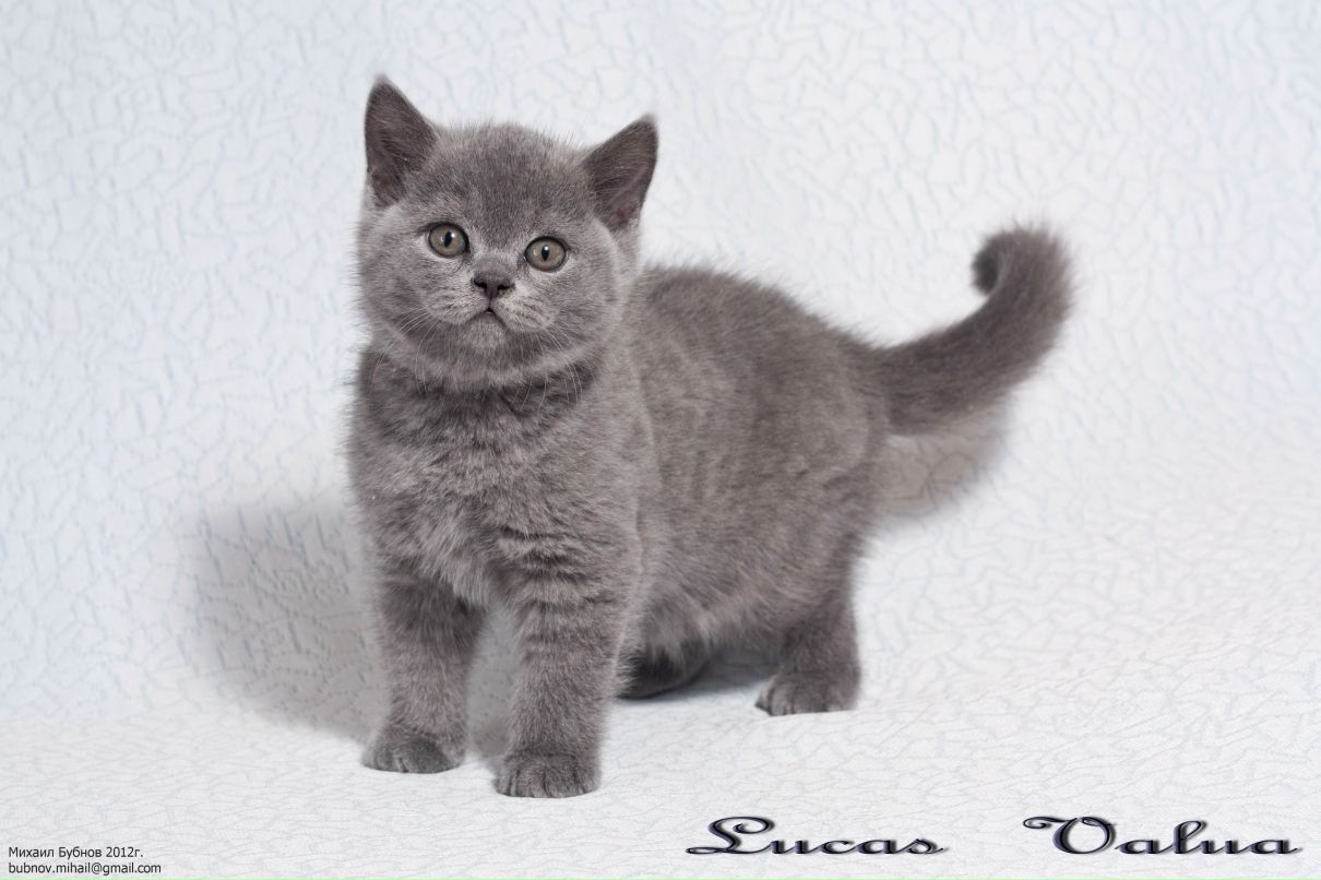 Надежда Васильева | Санкт-Петербург