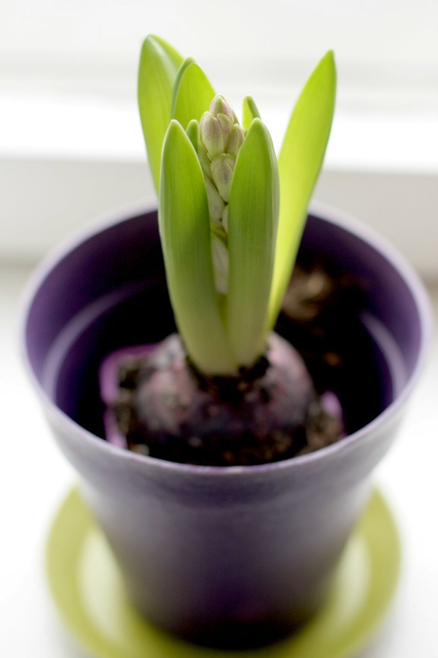 Лена Баян | Санкт-Петербург