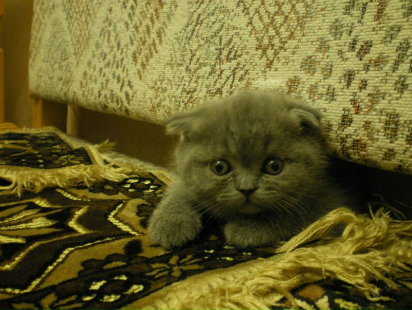 №18, Яна Смирнова №18, Яна Смирнова