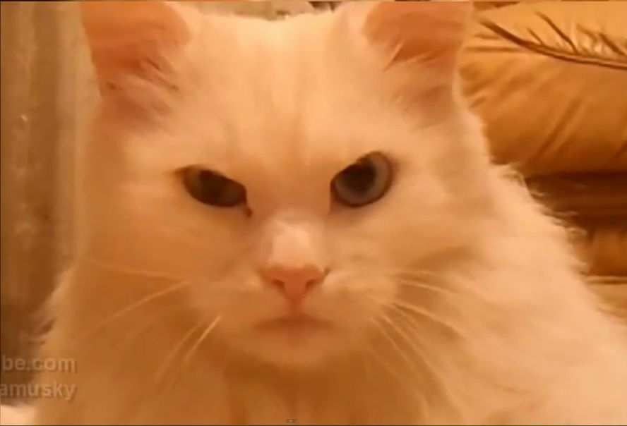 №37, Василь Бугело, Vicenza №37, Василь Бугело, Vicenza