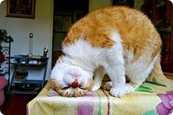 Наталья Карпова | Санкт-Петербург