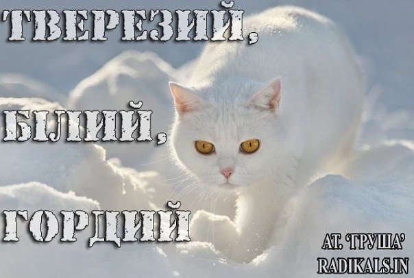 Олексій Чистосердов | 