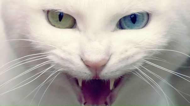 №5, Fikret Kilic, Kayseri №5, Fikret Kilic, Kayseri