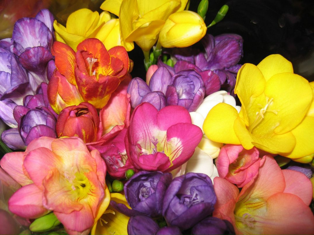 Rufina Khafizova ~ФЕЯ~ | Алматы