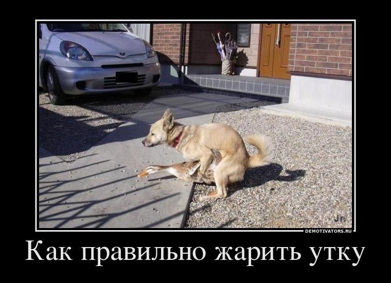 Антон Пустильник ADIDAS/// | Запорожье