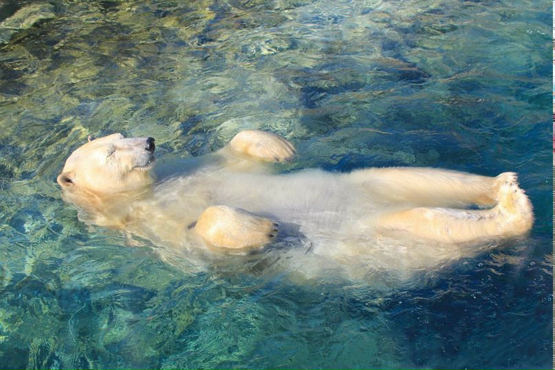 Дмитро Романець | 