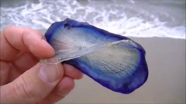 What is this Strange creature Beach find. Thousands of purple sail