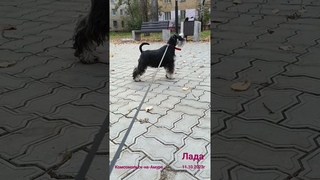 Цвергшнауцер Лада. Супер фирменная стойка.Комсомольск-на-Амуре.г.