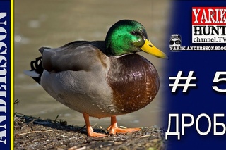 Ʊхота на утку ►Какой номер дроби?♦Dṳck hṳnting♦