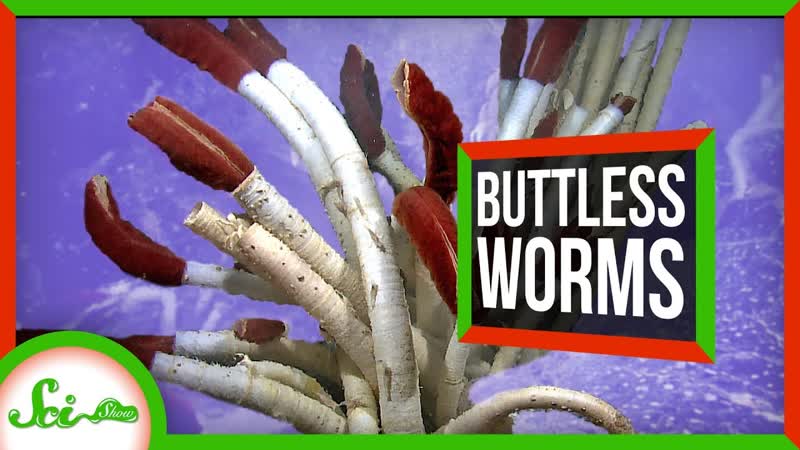 This Worms Gut Has No Way In or