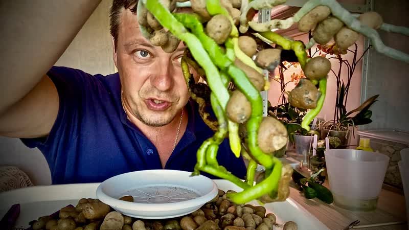 ОРХИДЕИ АЛКОГОЛИЧКИ как чувствуют корни орхидеи после