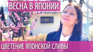 Японская слива Ume в Японии цветет в феврале. Нереальная красота!