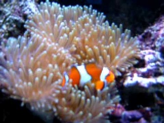 Клоун оцеллярис (Amphiprion ocellaris)