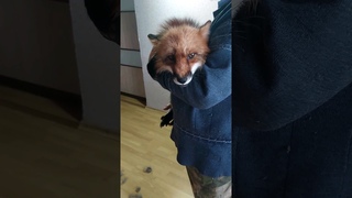 Вычесываем лиса #fox #foxfamily #animal #mouse #wildlife #dog #cute #cat #puppy #doglover