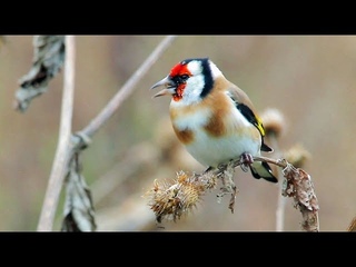 Щегол черноголовый. European Goldfinch. Carduelis carduelis. Птица 2018 года в Беларуси!