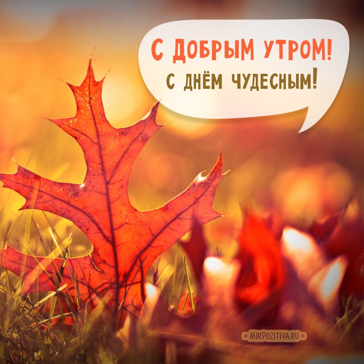 Открытки с добрым утром и днем осенние: найдено 77 изображений