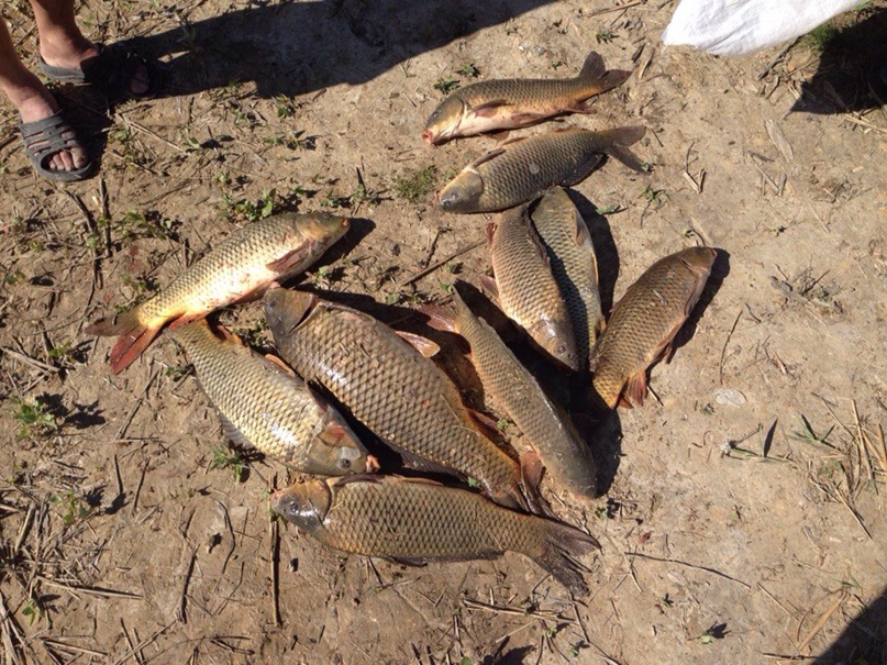 Виталий Дегтярев **Shinoda**** | Никополь